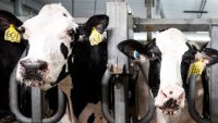 USDA probará carne molida en estados con brotes de gripe aviar en vacas lecheras