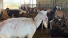 Inusual robo: se llevan cabras preñadas de una granja lechera