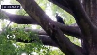 Peafowl on lam after mass ‘escape' from Bronx Zoo