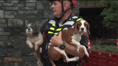 Informe detalla fallas en la respuesta a la inundación en District Dogs
