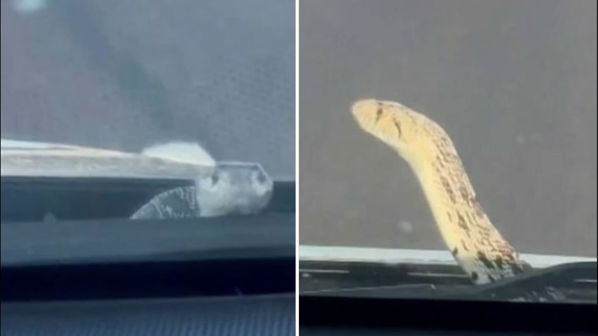 Tremendo susto: serpiente sorprende a un conductor con el auto en movimiento