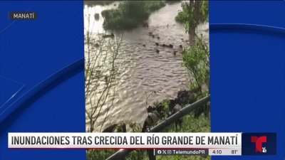 Impactante video: rescatan vacas durante inundación en Manatí