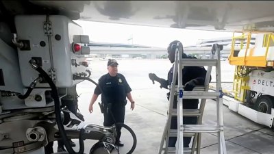 Arrestan asistentes de vuelo por contrabandear dinero de narcotráfico a República Dominicana