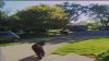 Videos muestran a oso merodeando un vecindario en Arlington