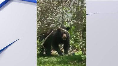 Alertan sobre la presencia de osos en Nueva Jersey