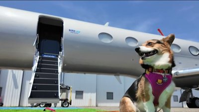 Aerolínea para perros