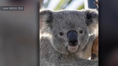 Retrasan llegada de koalas al zoo Brookfield