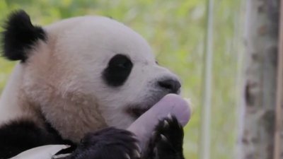 Pandas gigantes regresarán al Zoológico Nacional de DC