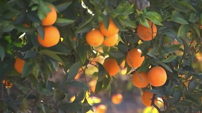 Advierten sobre aparición de mosca de fruta oriental en el condado de Orange