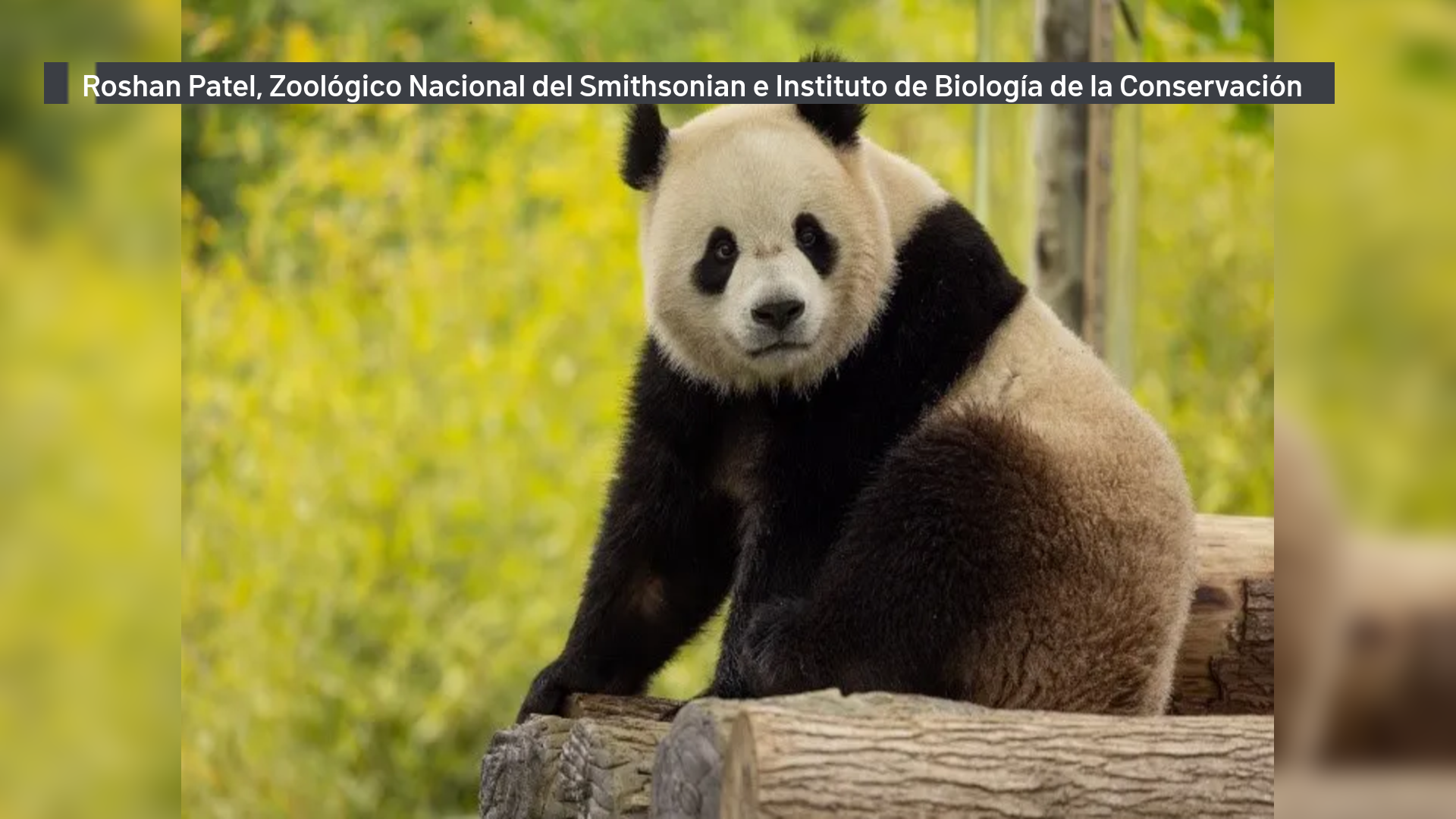 Bao Li, panda gigante macho de dos años, en su hábitat de la base de Shenshuping, en Wolong, China, el 16 de mayo.