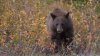 Serie de ataques de oso genera alerta en Nueva Jersey