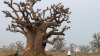 ¿Lo sabías? El baobab conocido como el árbol de la vida se originó en Madagascar, según un estudio