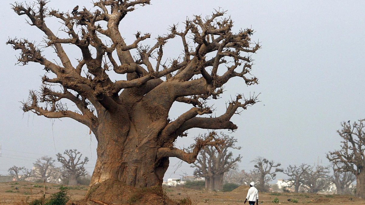The Baobab tree originated in Madagascar – Telemundo Washington DC (44)