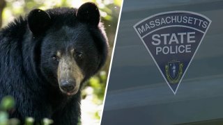 Fotografía de archivo de un oso negro y de una patrulla de la Policía Estatal de Massachusetts.