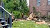 Lamentan muerte de hombre mexicano que fue golpeado por un árbol durante una tormenta en NJ