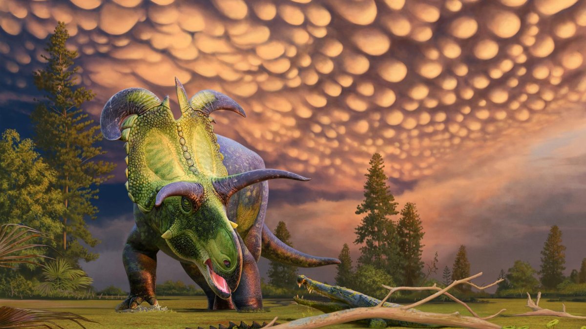 Lokiceratops rangiformis : La nueva especie de dinosaurio que fue ...