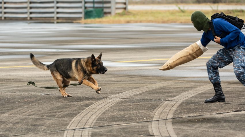 Smart police dog demonstrations to attack the enemy.K9 military dog unit.K-9 training service dogs for police.Soldier with his german shepherd dog.