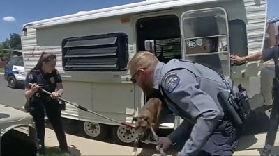 “¡No queremos que mueras!”: policías de Wheat Ridge rescatan a un perro de un tráiler caliente