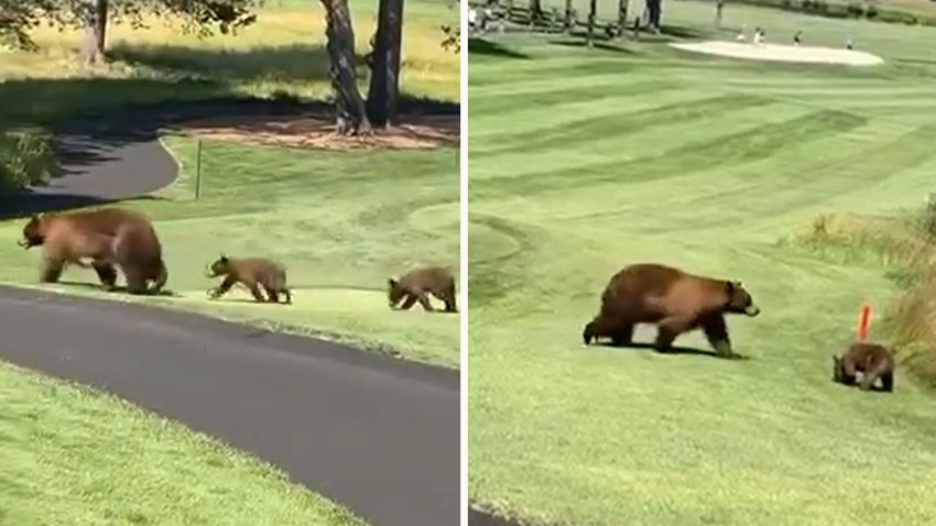 Osos paseando en campo de golf