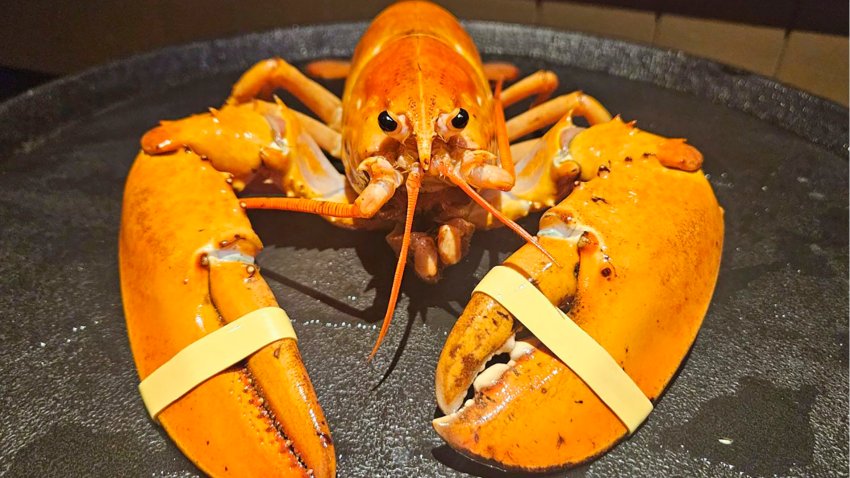 Esta imagen cortesía del Acuario Downtown de Denver muestra a Crush, un raro ejemplar de langosta de color naranja que fue enviado al acuario el miércoles 17 de julio de 2024. (Meghan Bailey/Denver Downtown Aquarium vía AP)