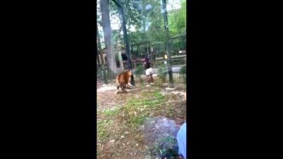 Woman taunts tiger at NJ zoo