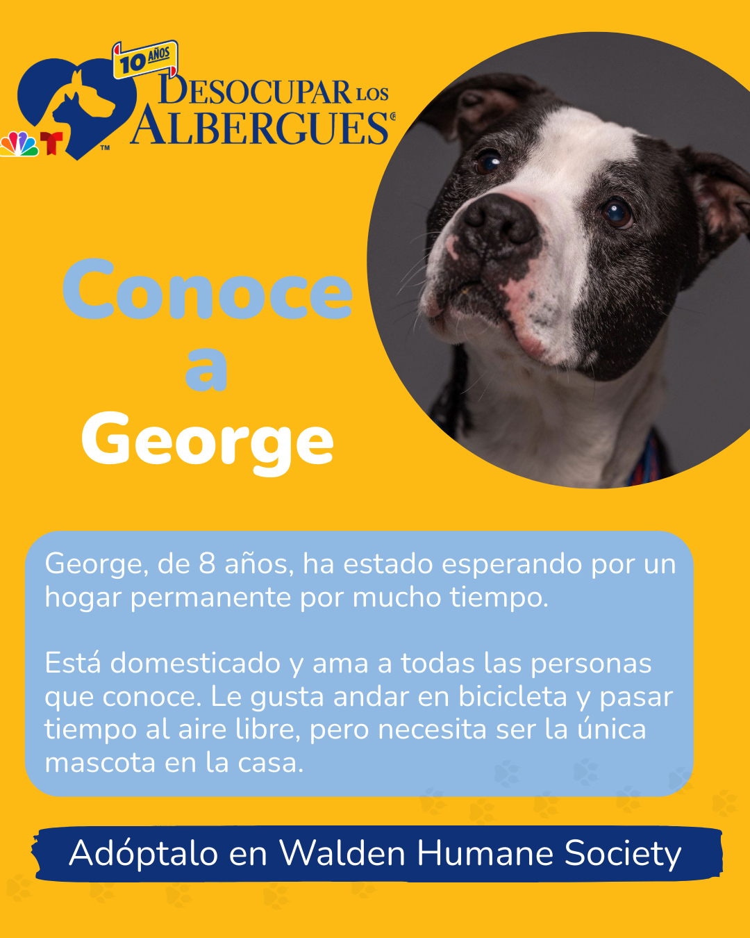 Contacta el albergue <a rel="noreferrer noopener" href="https://waldenhumane.org/" target="_blank">Walden Humane Society</a> al (845) 325-7550.