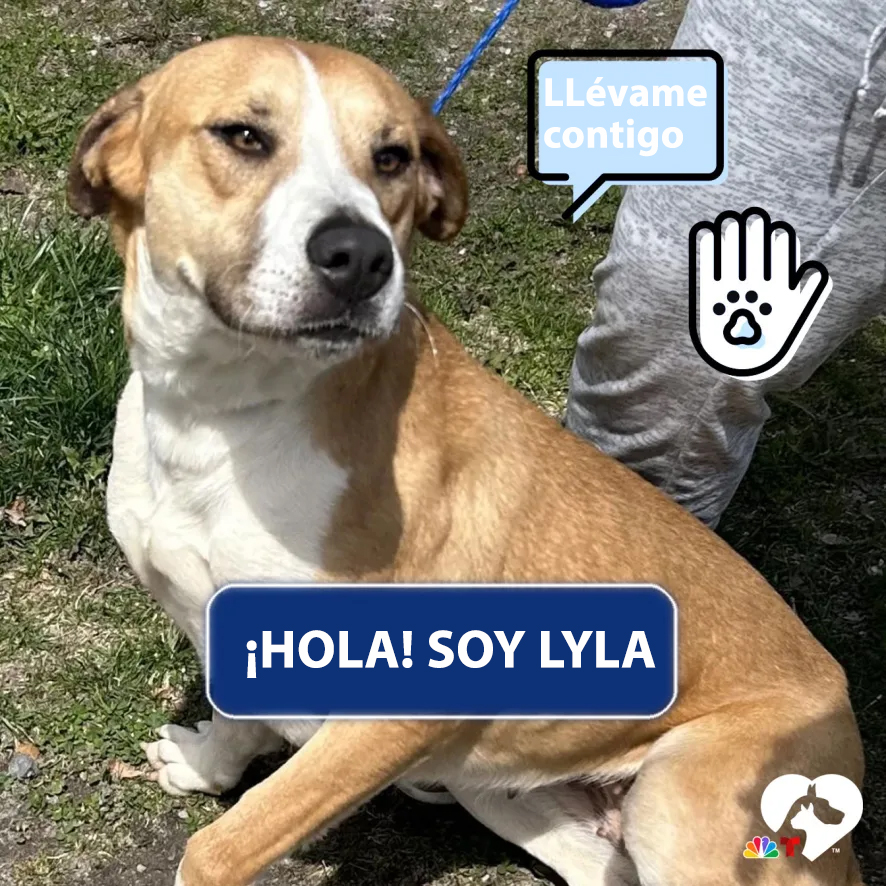 Lyla es una hermosa mezcla de sabueso que ha estado esperando pacientemente en el refugio desde abril. Tiene aproximadamente un año y medio y es de tamaño mediano, pesa aproximadamente 54 libras. Lyla fue rescatada de otro refugio y le encantaría la estabilidad de un hogar real. Le encantaría tener una familia que esté mucho en casa para pasar tiempo con ella. Le fascina salir a caminar contigo y experimentar la buena vida. Adóptala en Kent Animal Shelter comunicándote al (631) 727-5731 o <a href="mailto:INDO@KentAnimalShelter.com" target="_blank" rel="noreferrer noopener">INDO@KentAnimalShelter.com</a>.