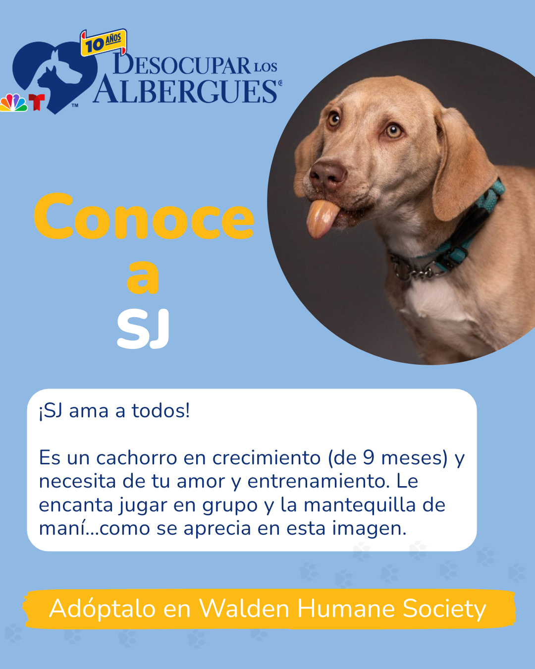 Contacta el <a href="https://waldenhumane.org/" target="_blank" rel="noreferrer noopener">Walden Humane Society</a>  llamando al (845) 325-7550.