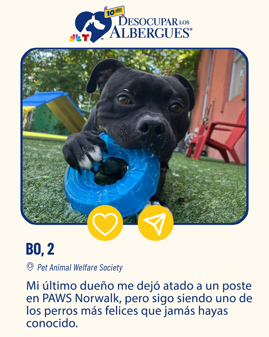 ¡Contacta el <a href="https://www.pawsct.org/" target="_blank" rel="noreferrer noopener">Pet Animal Welfare Society</a> y adóptame!