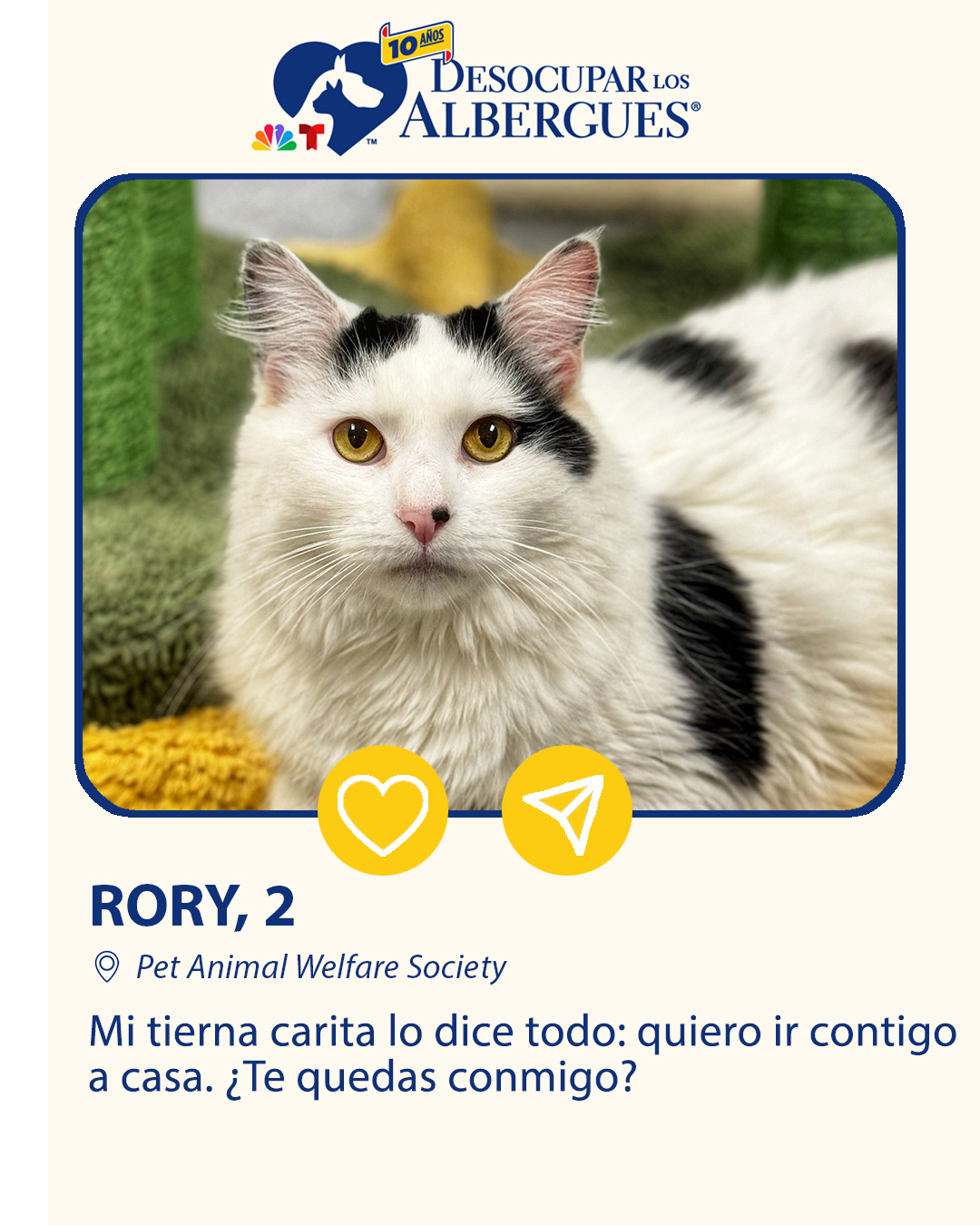 ¡Contacta el <a rel="noreferrer noopener" href="https://www.pawsct.org/" target="_blank">Pet Animal Welfare Society</a> y adóptame!