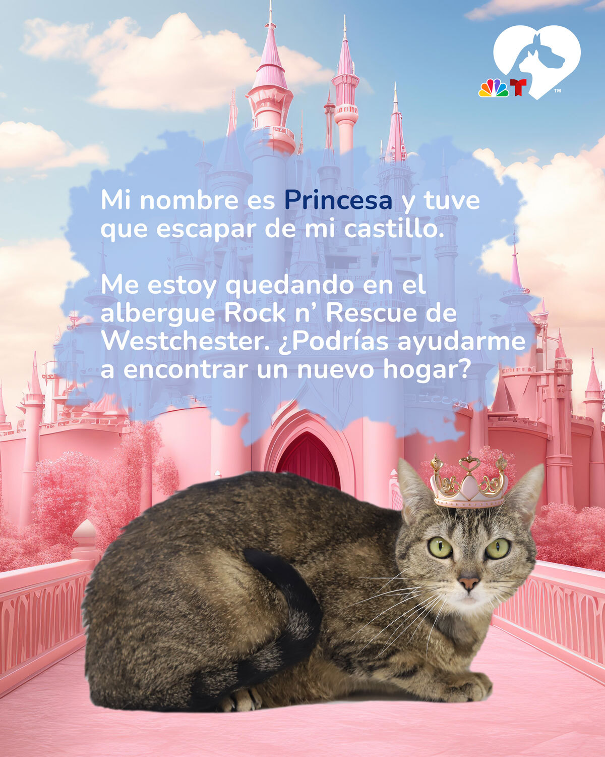 "Princesa fue madre de cuatro pequeñas felinas cuando la acogimos. De hecho, era tan buena mamá gata que también cuidó a un par de huérfanos. Desafortunadamente, tenía luxación de rótula, una condición que requirió cirugía y se hizo con atención médica exhaustiva para que pudiera caminar con mayor normalidad y sin dolor. Ahora está lista para ser adoptada. Es muy cariñosa y será una excelente mascota para siempre", <a rel="noreferrer noopener" href="https://rnrpets.org/" target="_blank">Rock n' Rescue</a> en Bedford Hill, New. York.