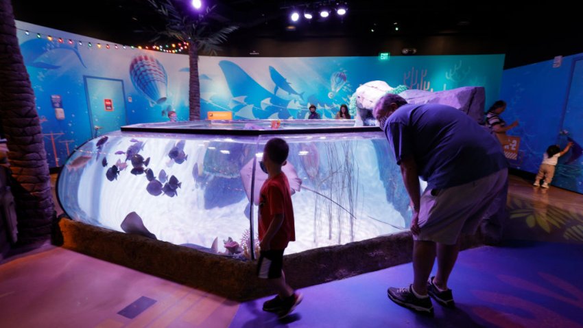 EAST RUTHERFORD, NEW JERSEY – JUNE 24:  A man and child view aquatic life in the New Jersey SEA LIFE Aquarium inside the American Dream mall on June 24, 2021in East Rutherford, New Jersey. (Photo by Michael Loccisano/Getty Images)