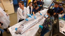 A necropsy of a rare short-crested oarfish (Regalecus russellii) was completed on Aug. 16 at NOAA Southwest Fisheries Science Center by a team of of scientists from from UC San Diego’s Scripps Institution of Oceanography, California State University Fullerton, and NOAA Fisheries. The rare fish had washed to ocean surface in La Jolla Cove on Aug. 10.