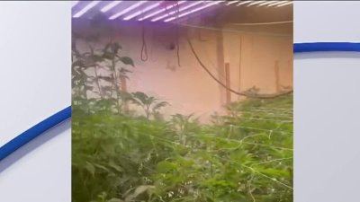 Incautan cerca de 100 plantas de marihuana en El Bronx