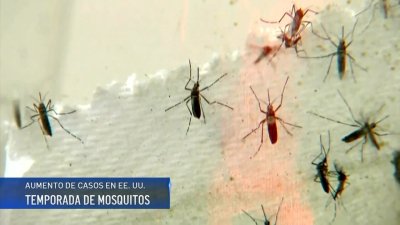 ¿Hay más mosquitos en nuestra región?: T44 On Top