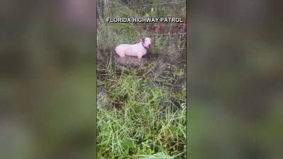 Rescatan a perro amarrado cerca de autopista en Florida