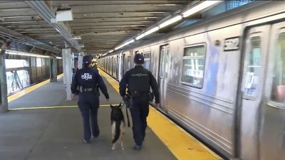 Oficiales hispanos entrenan perros policías K9 en NYC