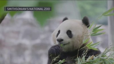 ¿Cómo se cultiva el bambú para los pandas del Zoológico Nacional?