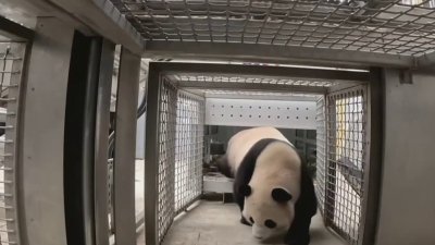 Mira aquí cómo fue el primer día de los pandas en el Zoológico Nacional