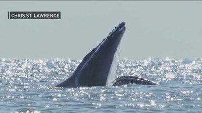 Ballenas jorobadas llegan a nuestra área