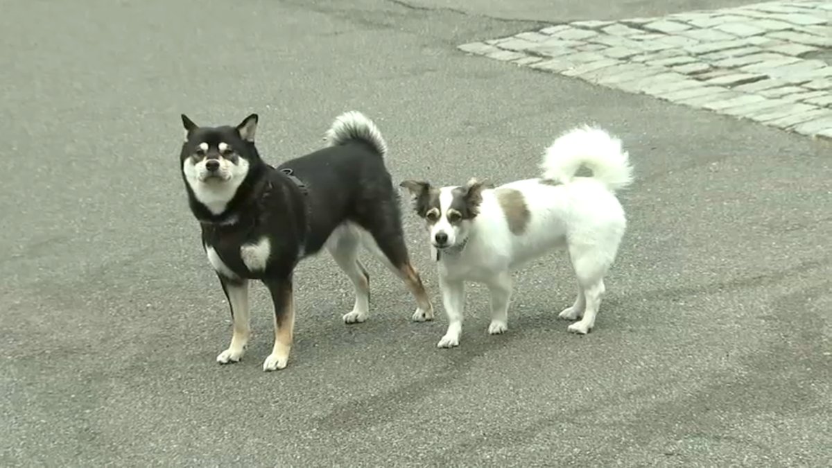 Paid sick time for pets in NYC – NBC New York (47)