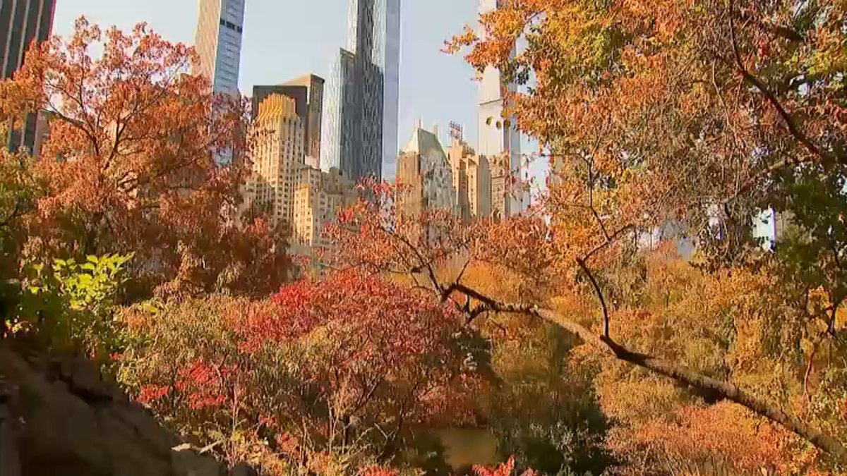 When is the best time to see the foliage in Central Park? – Telemundo New York (47)