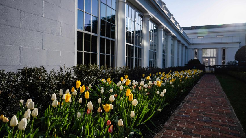 Flowers are seen with during the White House ‘Spring Garden Tour’ on the South lawn in Washington, DC on March 30, 2023. (Photo by ANDREW CABALLERO-REYNOLDS / AFP) (Photo by ANDREW CABALLERO-REYNOLDS/AFP via Getty Images)