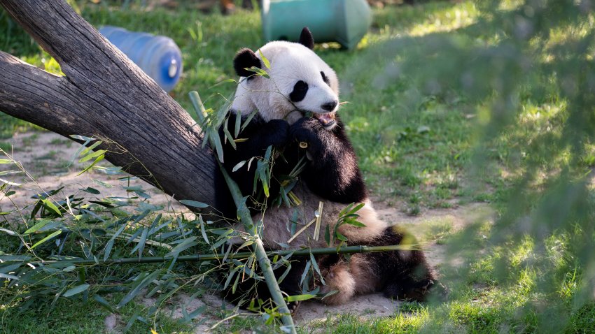 This photo taken on April 19, 2023 shows giant panda Xiao Qi Ji at Smithsonian’s National Zoo in Washington, D.C., the United States. The health conditions of Mei Xiang, Tian Tian, and Xiao Qi Ji are good, said visiting Chinese giant panda expert Wei Ming from China Conservation and Research Center for the Giant Panda in southwest China’s Sichuan Province. (Photo by Liu Jie/Xinhua via Getty Images)