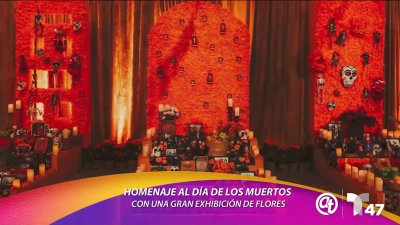 Exhibición de flores brinda homenaje al Día de Muertos