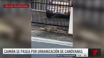 Caimán se pasea por urbanización de Canóvanas