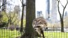 Un mapache hace una espectacular llegada al aeropuerto al caer por el techo en una puerta de NYC