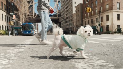 Prohíben la venta de perros, gatos y conejos en tiendas de Nueva York