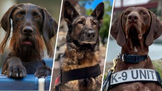 Dodo, Arina, y Barni son caninos que trabajan en aeropuertos de todo Estados Unidos para TSA.