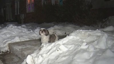 Mira como puedes proteger a tu mascota del frío